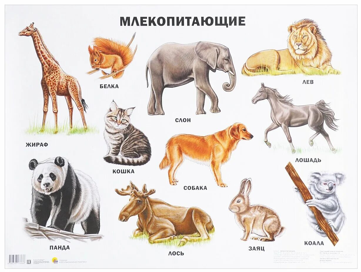 Картинка количество животных Книга Планета животных для говорящей ручки знаток - купить в интернет-магазине п