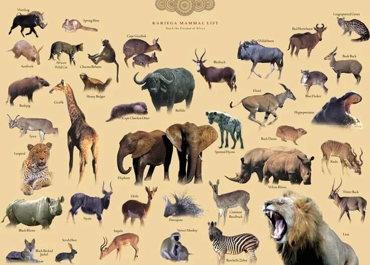 Картинка количество животных Animal and the Partner: African Safari Wildlife Park - African Safari Animals Li