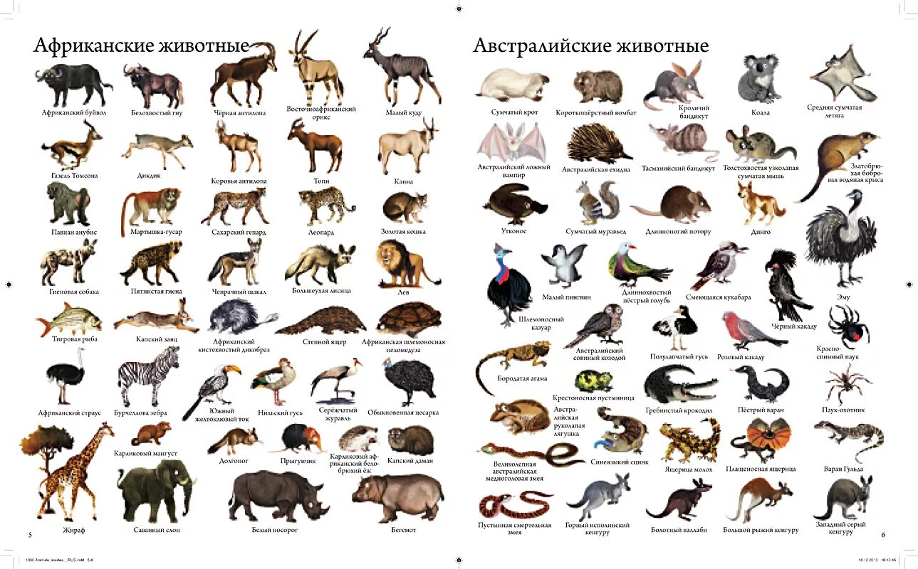 Картинка количество животных Картинки ЖИВОТНЫЕ ПЕРЕЧЕНЬ НАЗВАНИЙ