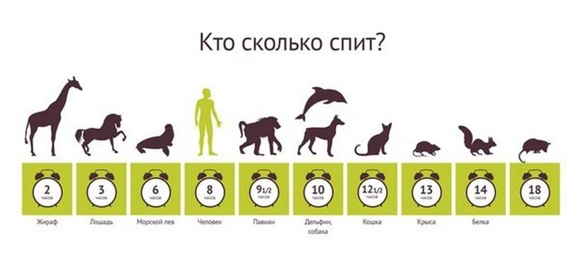 Картинка количество животных Картинки СКОЛЬКО В СРЕДНЕМ ДОЛЖЕН СПАТЬ