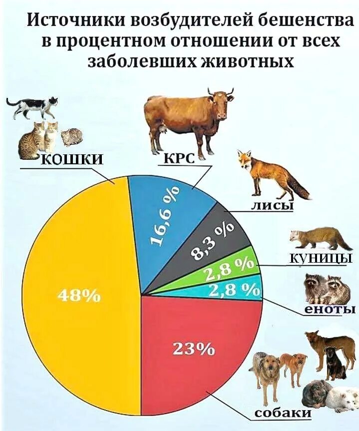 Картинка количество животных Бешенство - ТОГБУЗ "Городская больница им. С.С.Брюхоненко г. Мичуринска"