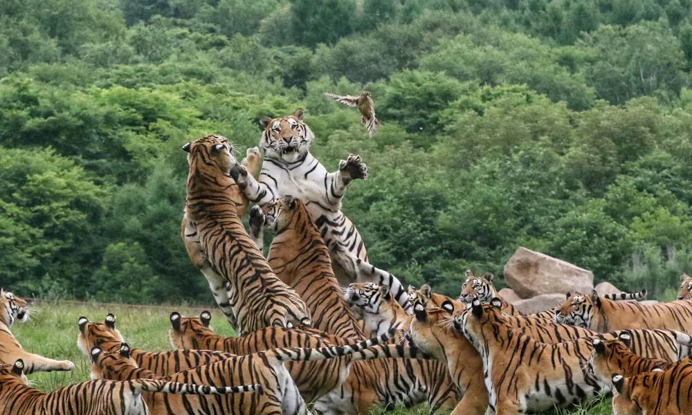 Картинка количество животных Короли охоты Публикации Вокруг Света