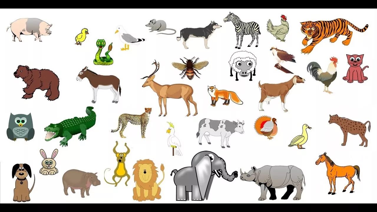 Картинка количество животных Los sonidos de los animales para niños de 1 a 5 años (ANIMADOS) - YouTube