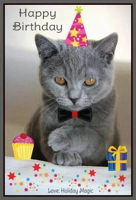 Картинка кот с днем рождения женщине 80 Birthday Happy birthday greetings, Happy birthday messages, Cat birthday gree