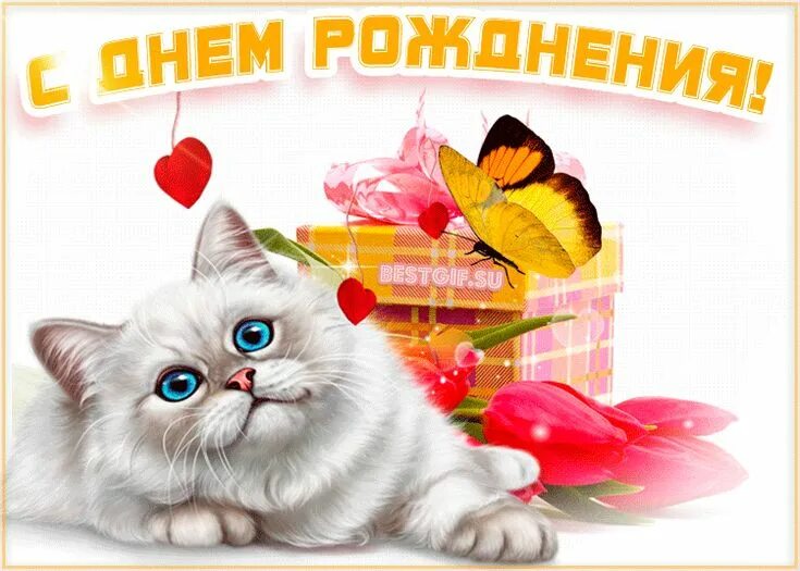 Картинка кот с днем рождения женщине Открытка для Вконтакте с Днём Рождения! - С Днем Рождения - Поздравительные откр