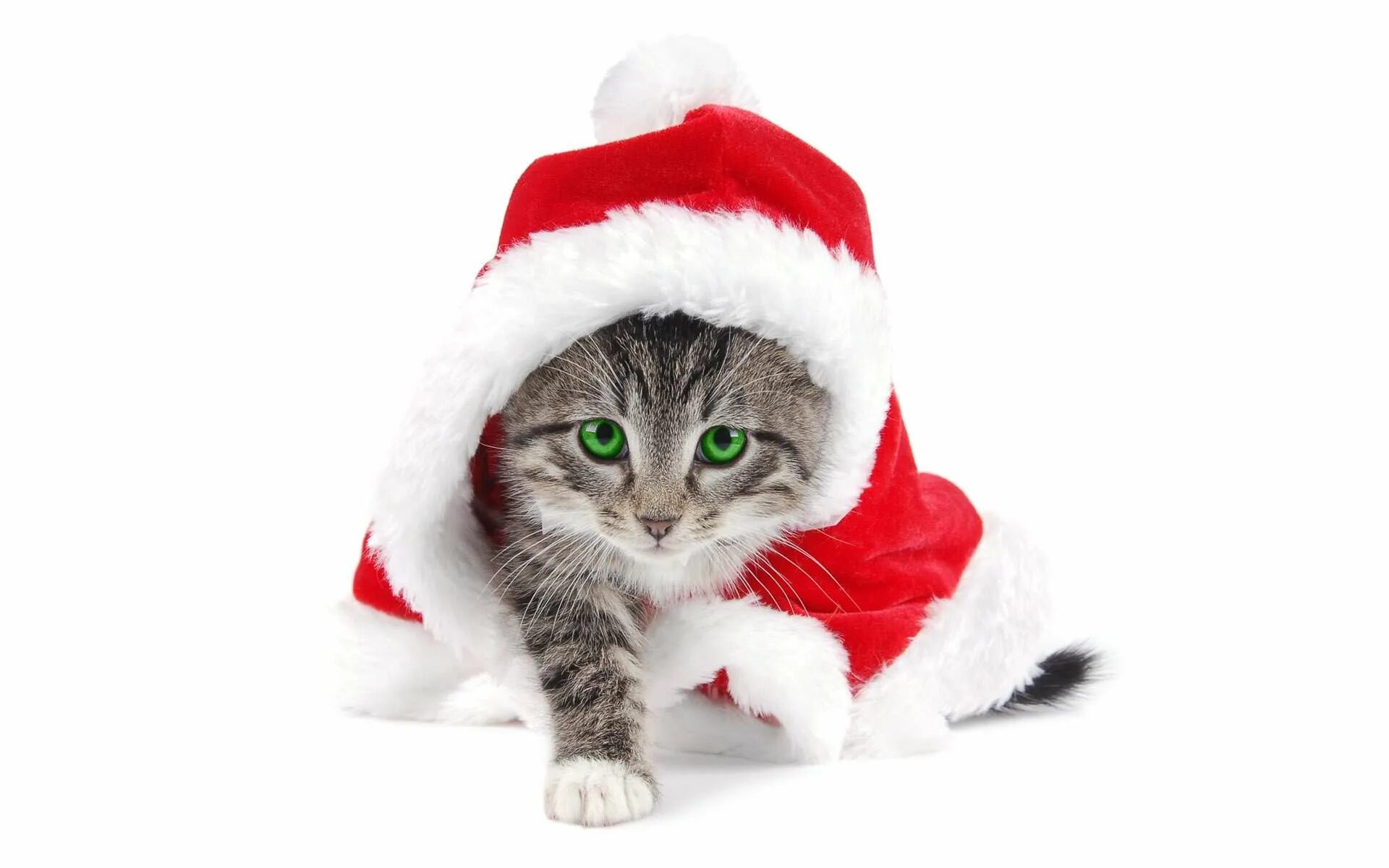 Картинка кота новый год Кошка в костюме снегурочки фото, Кошка в костюме снегурочки фото новогодние карт
