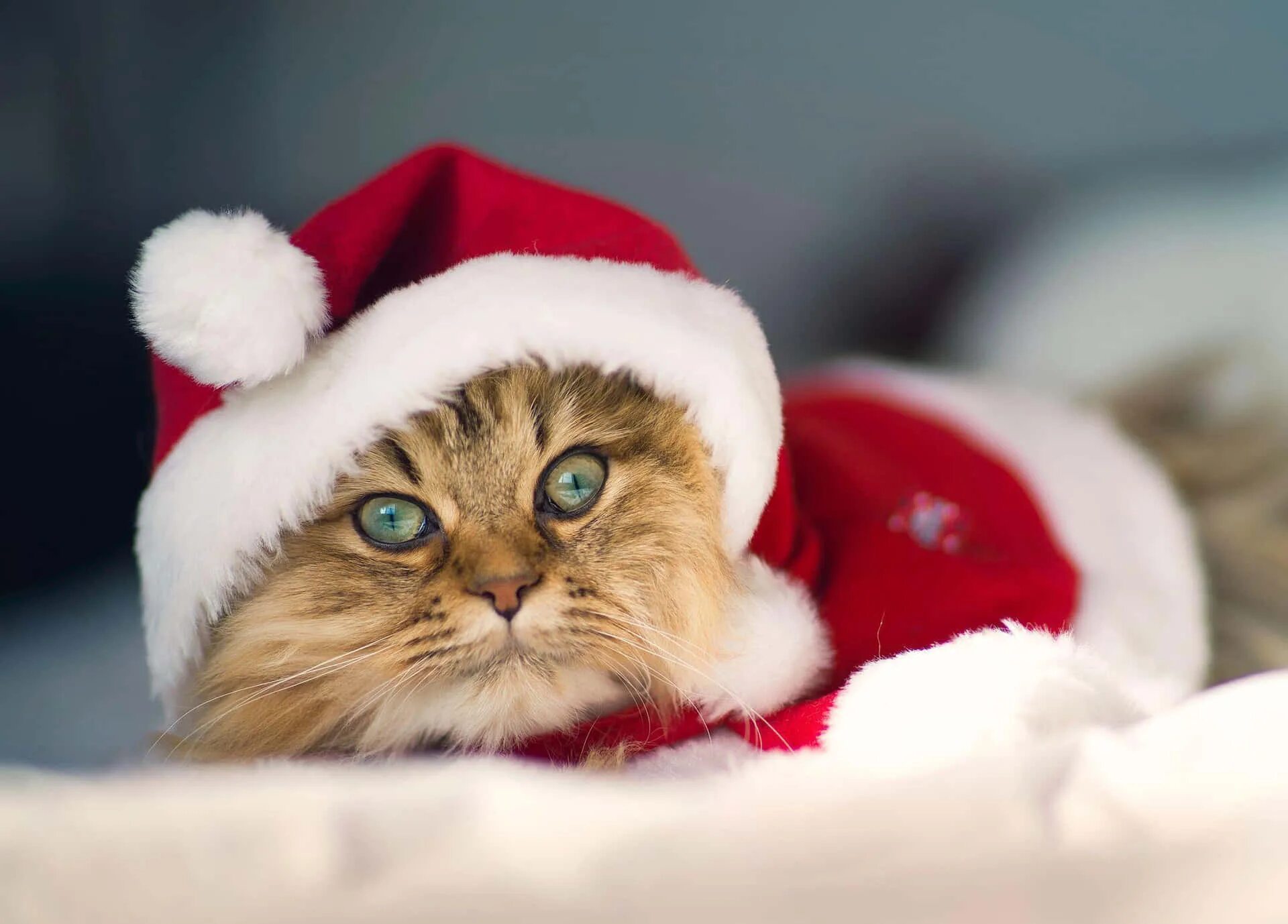 Картинка кота новый год Download Cheerful Christmas Cat Picture Wallpapers.com
