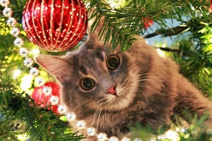 Картинка кота новый год Коты vs. Новогодние елки Christmas cats, Cat christmas tree, Cute cats