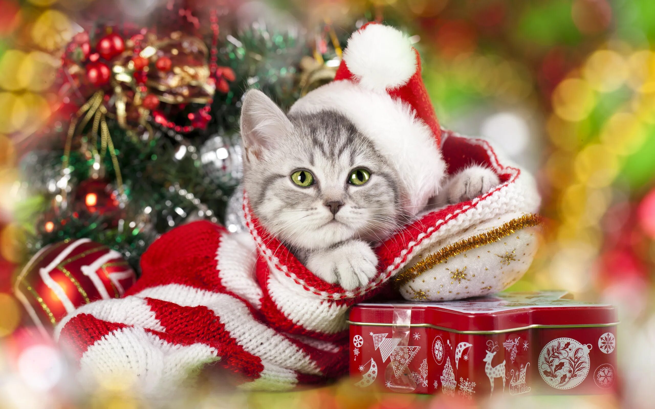 Картинка кота новый год Скачать обои шарики, блики, котёнок, колпак, коробочка, раздел новый год в разре
