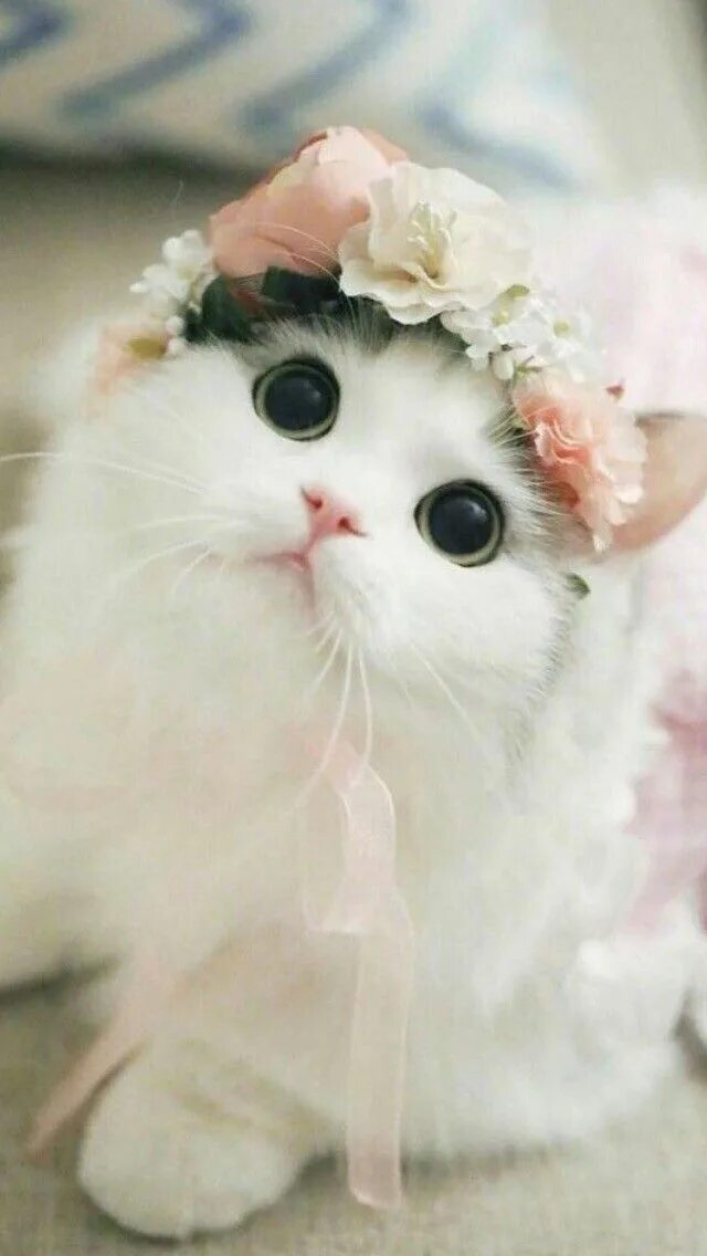 Картинка котики милые фото Pin on Мемы с котами ฅ(๑*ω*๑)ฅ Kittens cutest, Cute animals, Pretty cats