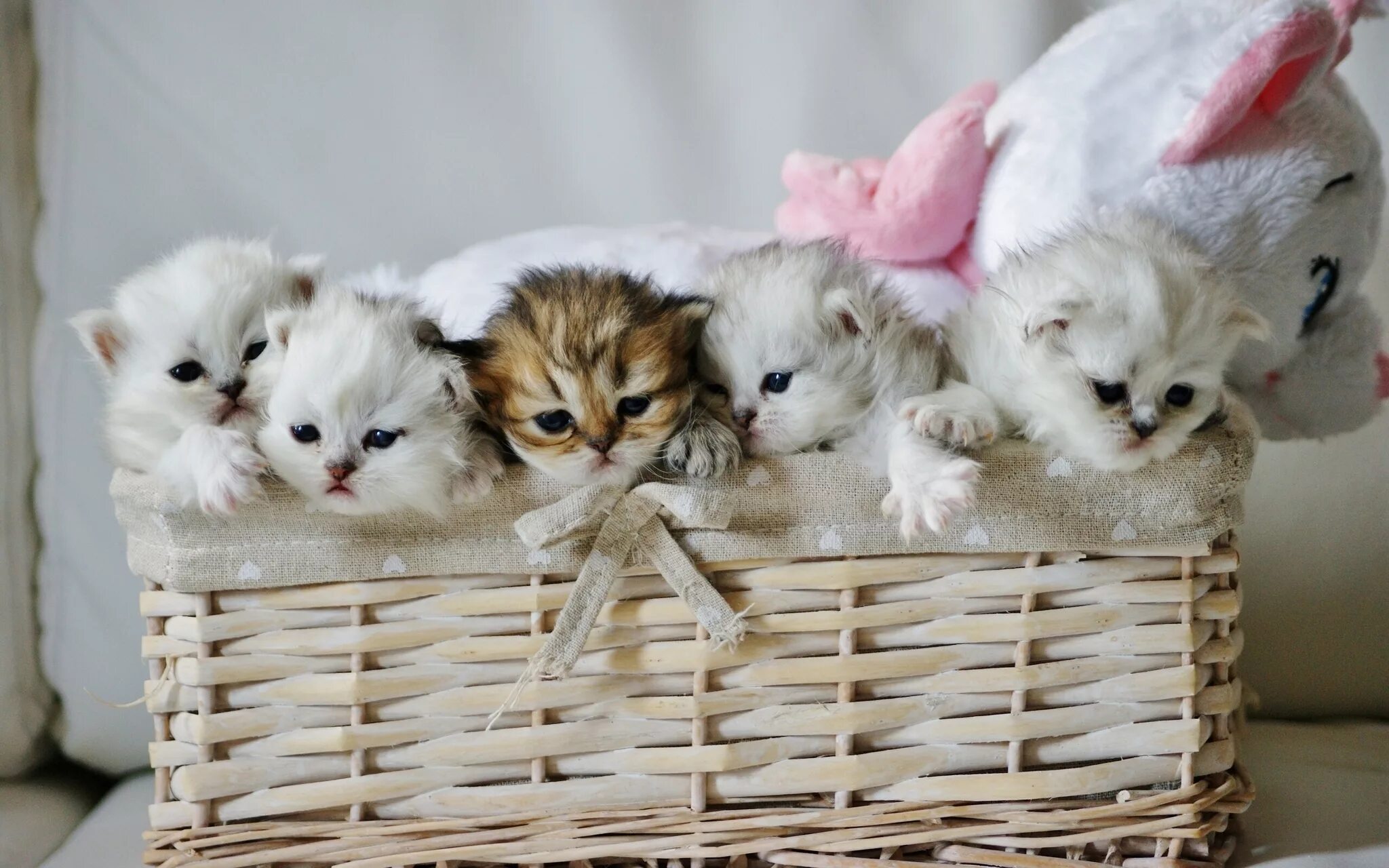 Картинка котики милые фото Скачать 2048x1280 котята, корзина, милые, игрушка обои, картинки