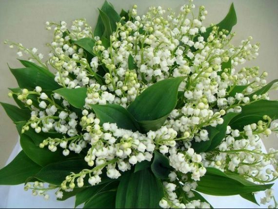 Картинка ландыши с днем рождения женщине Premier mai... - Carrément crazy, ça continue ! Lily of the valley flowers, Frag