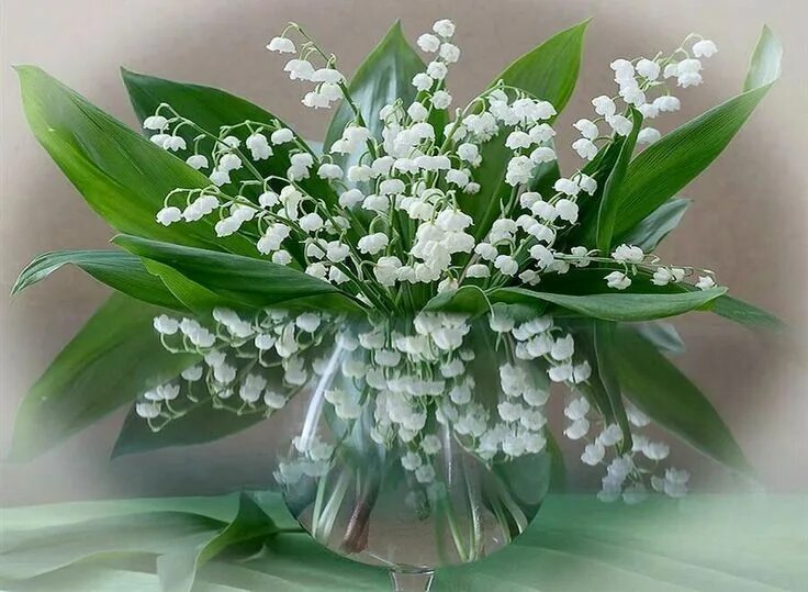 Картинка ландыши с днем рождения женщине Pin on картинки ландыши Lily of the valley, Garden inspiration, Flowers