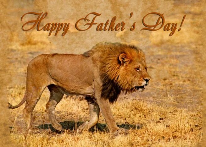 Картинка левы с днем рождения Happy Father's Day greeting card, Male lion in hot savannah card Happy fathers d