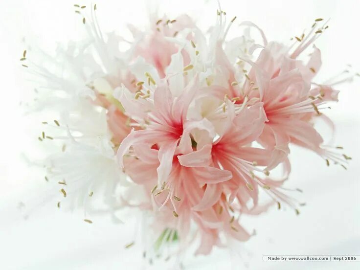 Картинка лиля с днем рождения женщине Delicate Pink Lilies - Desktop Nexus Wallpapers Brautstrauss calla lilien, Lilie