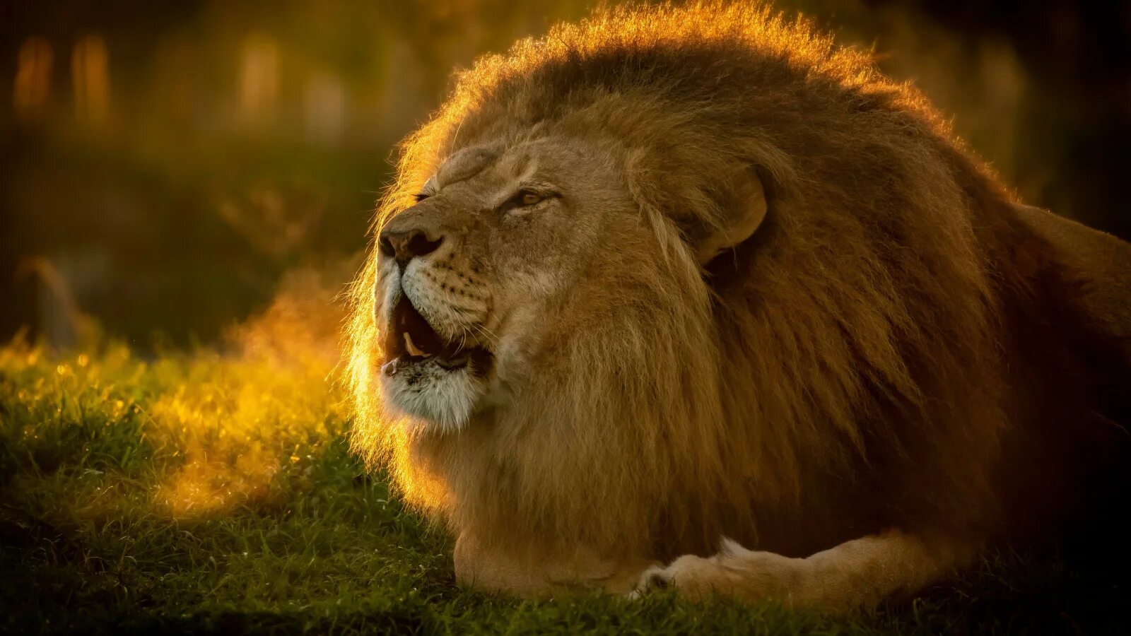 Картинка львов животных Wallpaper : lion, grass, animals 5120x2880 - nietJesse - 1687245 - HD Wallpapers