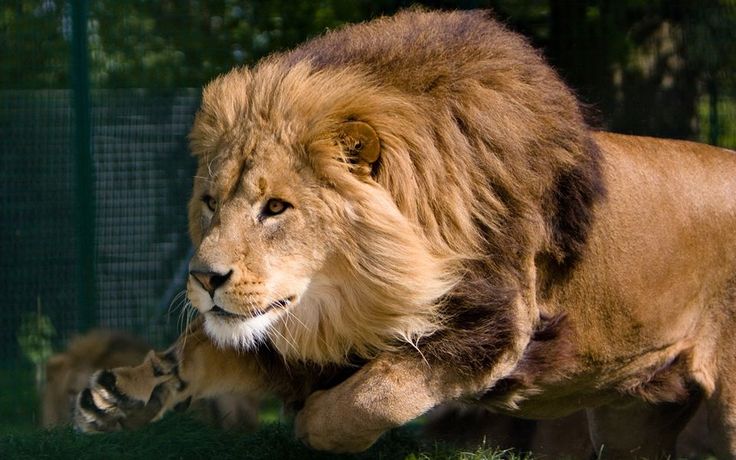 Картинка львов животных Lion hd wallpaper, Lion pictures, Lion background