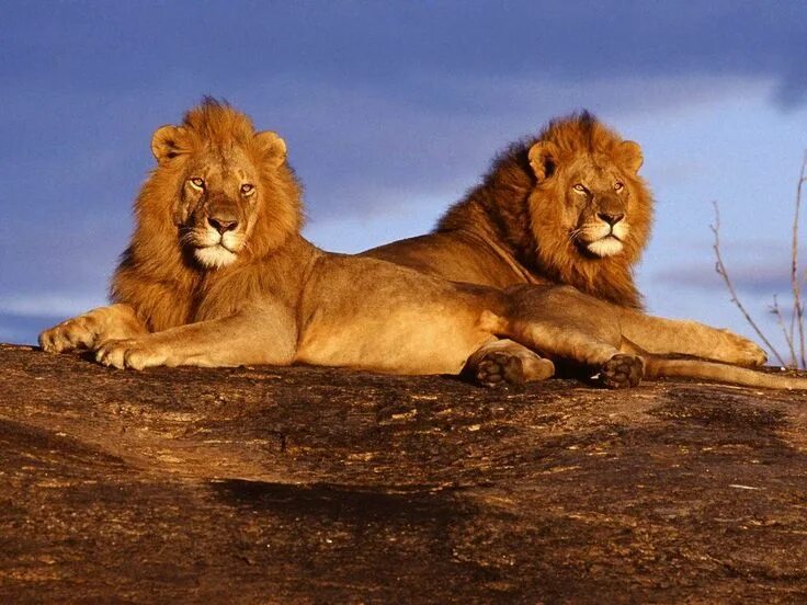 Картинка львов животных Wildlife Animals Pictures From Wildlife Animal Planet Lion pictures, Funny lion 