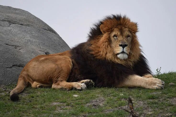 Картинка львов животных Wallpapers Lions Big cats Glance Animals Staring Lion pictures, Big cats, Lion p