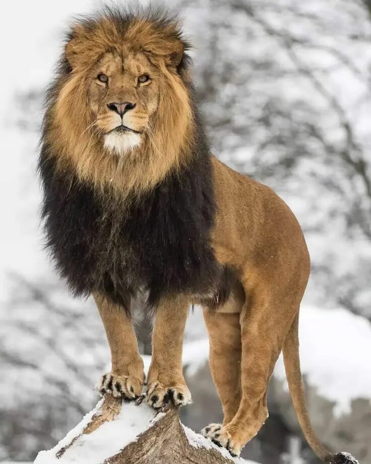 Картинка львов животных Pin on Leone ♌ Animals wild, Majestic animals, Lion sketch