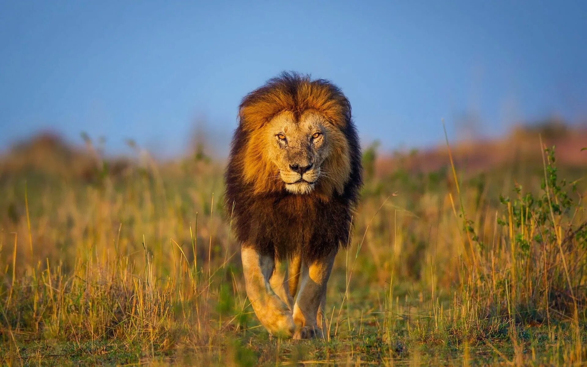 Картинка львов животных Leão, a vida selvagem, savana, África, Panthera leo Animais selvagens da áfrica,