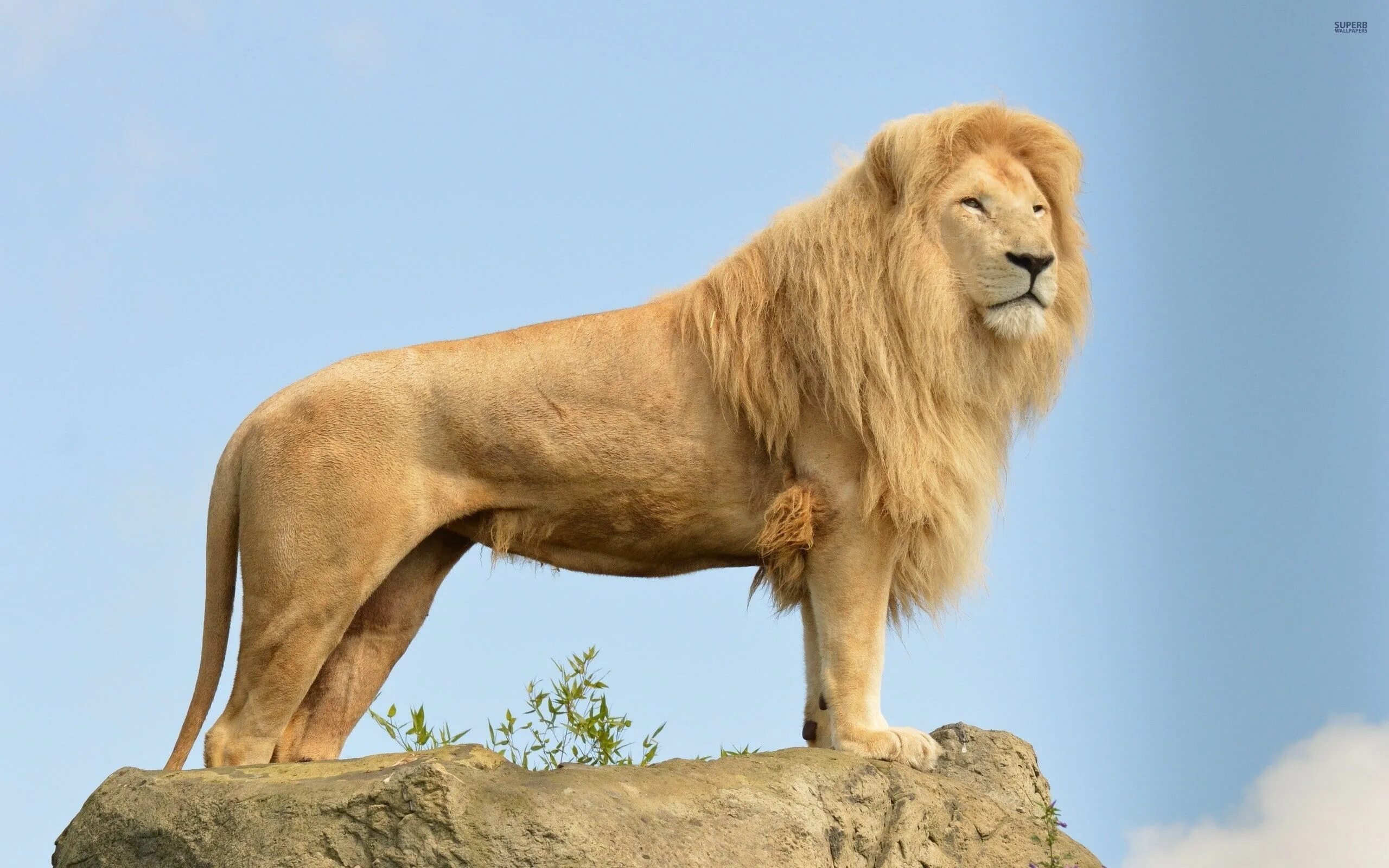 Картинка львов животных #Animal #animals #2560x1600 #Lion hd loin wllpapers #4k #2K #wallpaper #hdwallpa