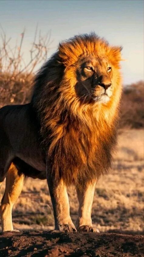 Картинка львов животных Leone: Scopri idee e informazioni interessanti
