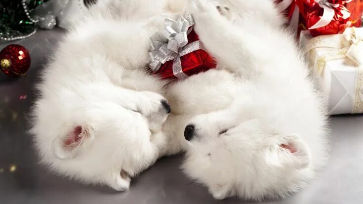 Картинка любимому новый год Pin by Kayleen Underwood on Pups and Christmas Fluffy puppies, Samoyed, White fl