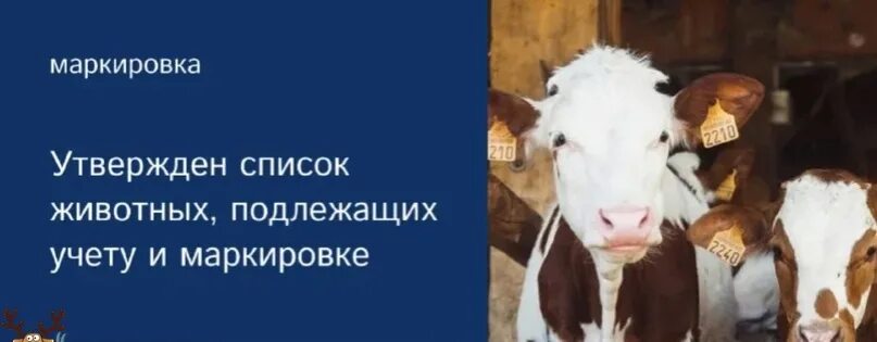 Картинка маркировка животных Картинки МАРКИРОВКА ЖИВОТНЫХ В 2024 ГОДУ