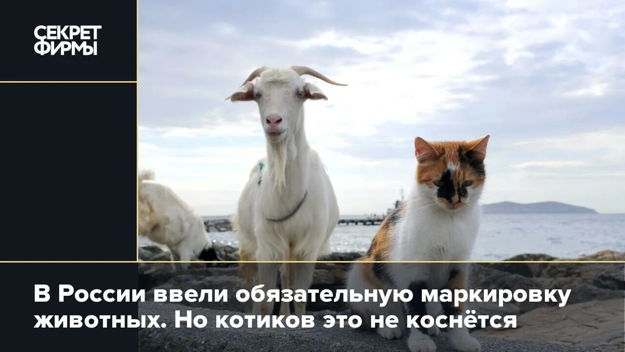Картинка маркировка животных В России ввели обязательную маркировку животных. Но котиков это не коснётся - Се