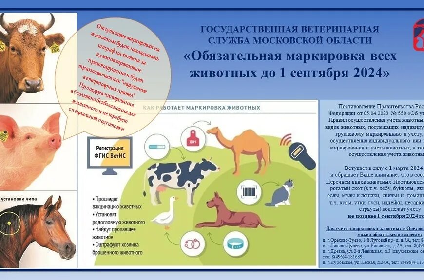 Картинка маркировка животных Обязательная маркировка всех животных до 1 сентября 2024 года / Сельское хозяйст