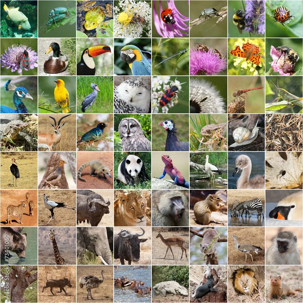 Картинка многообразие животных Wildlife collage Фотографія Stock Adobe Stock