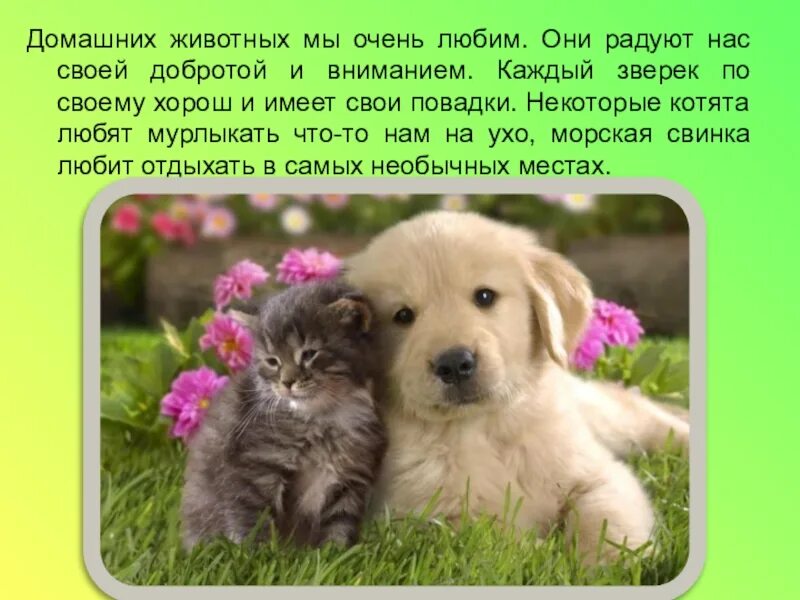 Картинка мое любимое животное Проект моя любимая собака