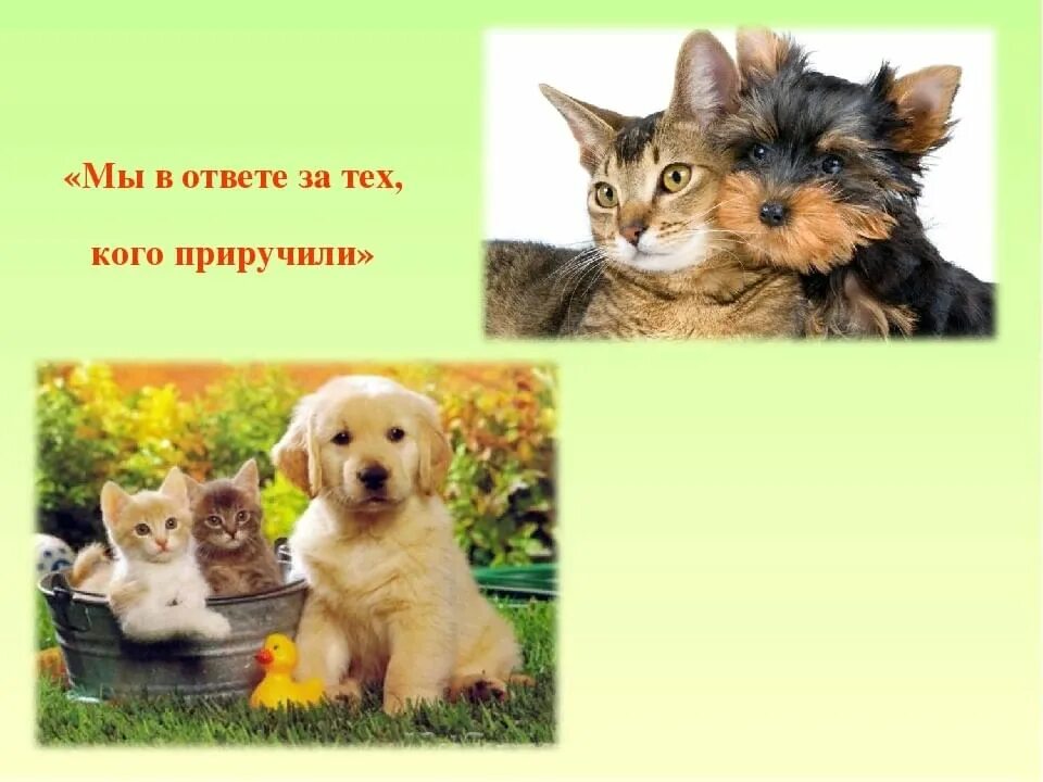 Картинка мое любимое животное День кошки в России. Мои любимые питомцы. 2021, Бураевский район - дата и место 