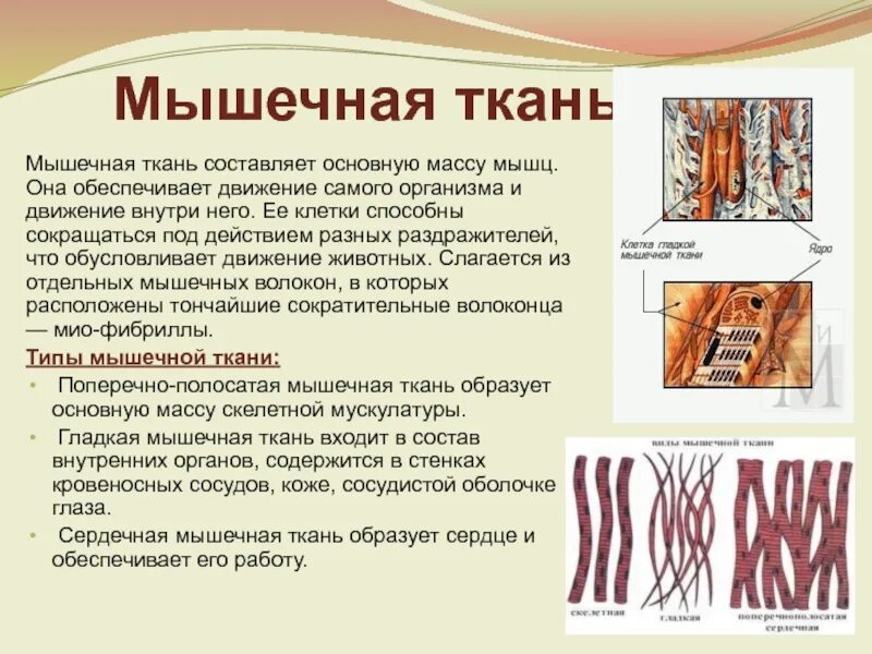 Картинка мышечной ткани животных Выберите животные ткани