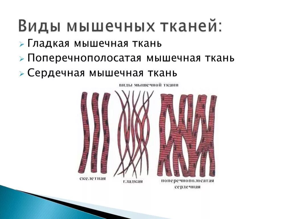 Картинка мышечной ткани животных Кишечник какая мышечная ткань