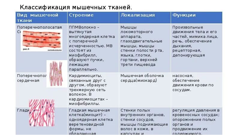 Картинка мышечной ткани животных Картинки ЧТО ОБРАЗУЕТ МЫШЕЧНАЯ ТКАНЬ