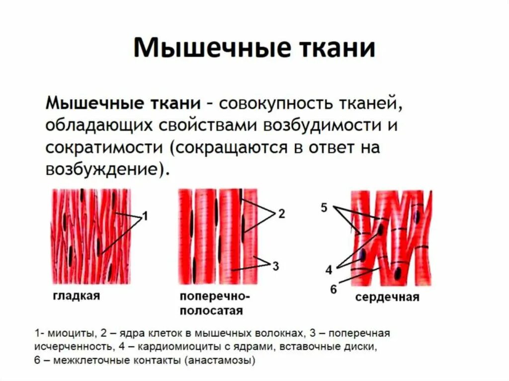 Картинка мышечной ткани животных Картинки МЫШЕЧНЫЕ ВОЛОКНА ГЛАДКИХ МЫШЦ