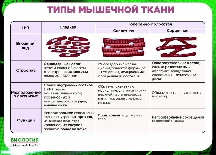 Картинка мышечной ткани животных Пин на доске Мед в 2024 г Уроки биологии, Биология, Учитель биологии