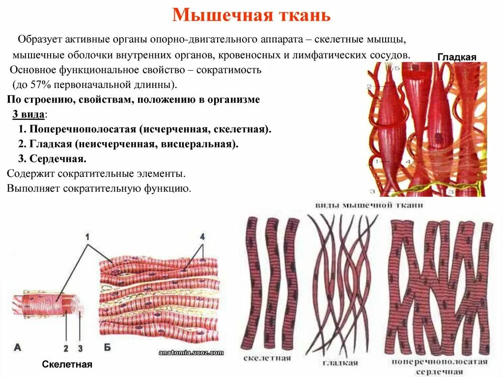 Картинка мышечной ткани животных Ткань образует гладкие мышцы