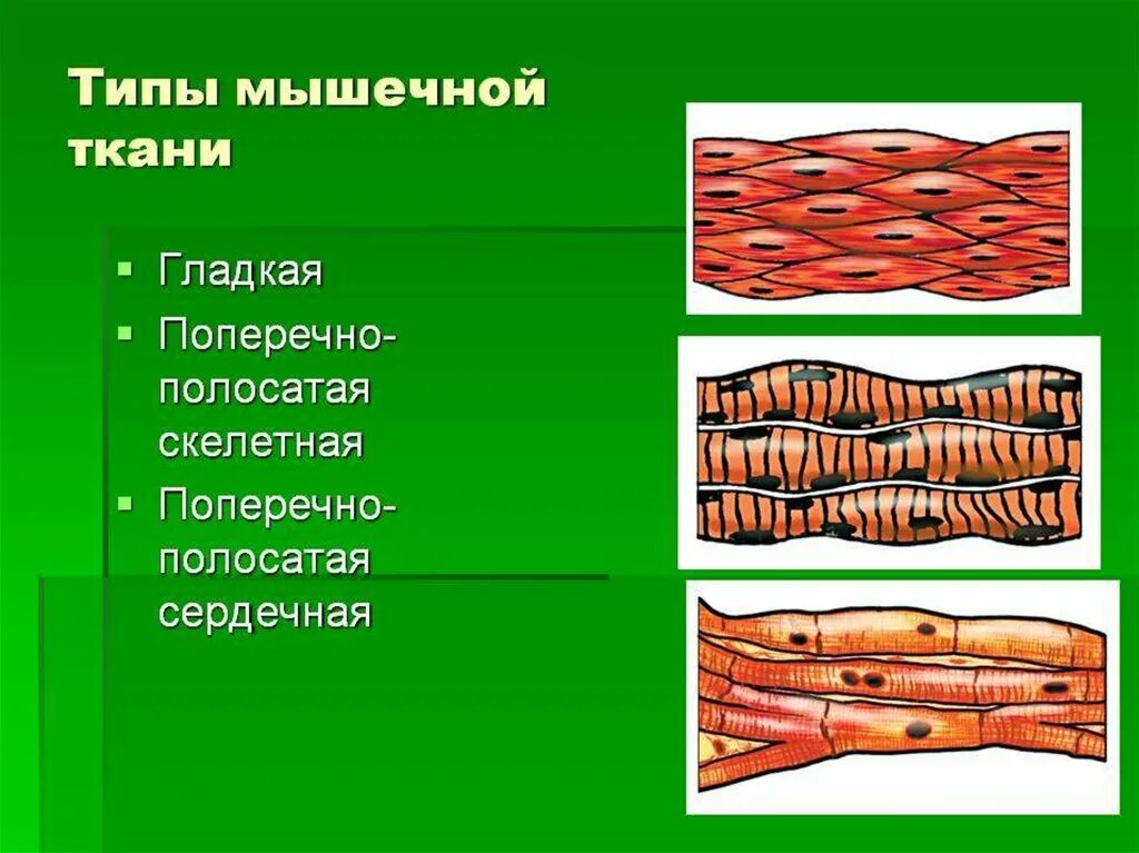 Картинка мышечной ткани животных Поперечнополосатые и гладкие мышцы