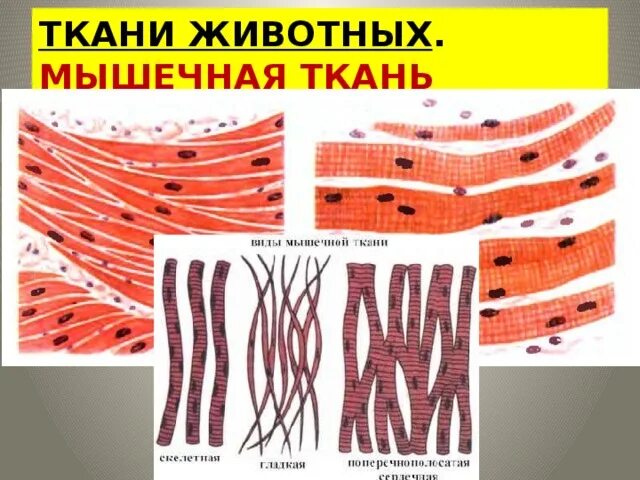 Картинка мышечной ткани животных Презентация по биологии для 7 класса на тему : "Ткани, органы, системы органов".