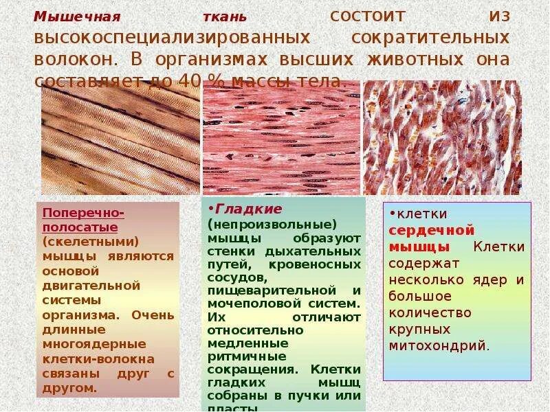 Картинка мышечной ткани животных Картинки КАКОЕ СТРОЕНИЕ МЫШЕЧНОЙ ТКАНИ