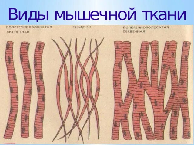 Картинка мышечной ткани животных Уважая себя, уважай других". Понятие толерантности