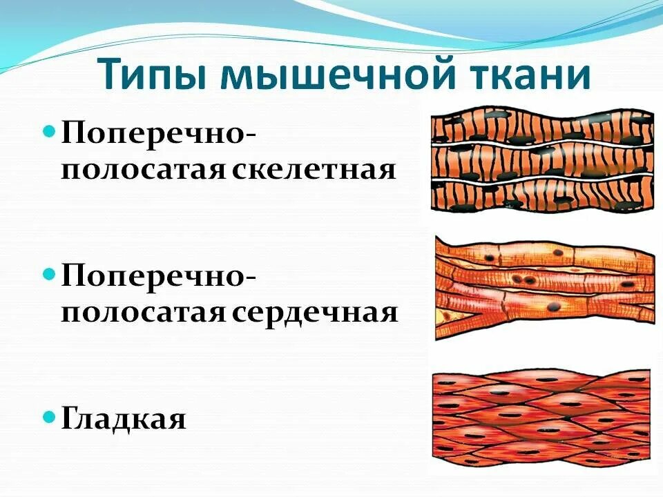 Картинка мышечной ткани животных АНАТОМИЯ ЧЕЛОВЕКА. ВСЕ О СЕБЕ. Nature of Human(NoH) Дзен