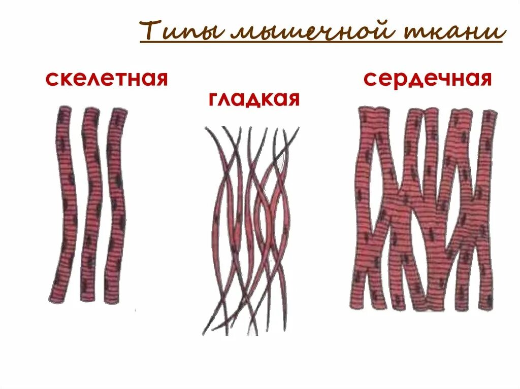 Картинка мышечной ткани животных Плоская мышечная ткань