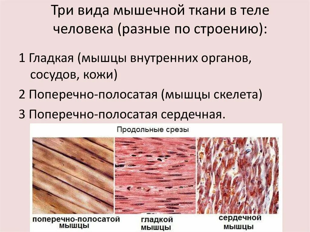 Картинка мышечной ткани животных Категории ткани HeatProf.ru