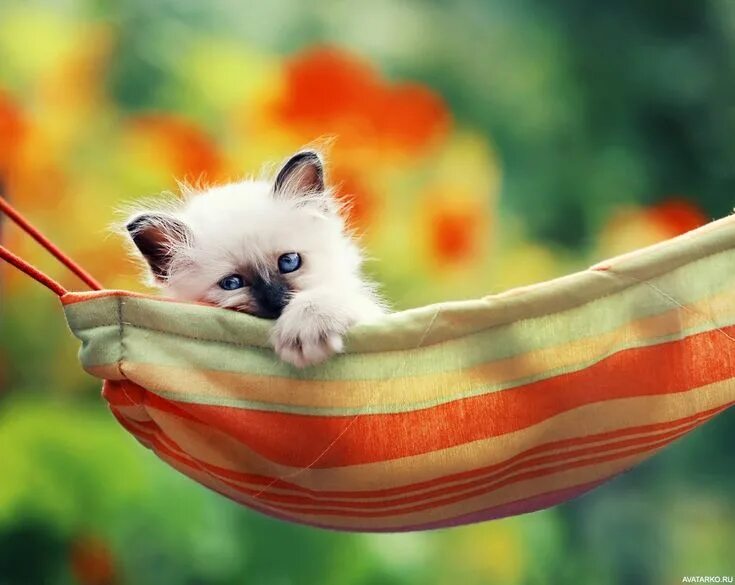 Картинка на экран позитивная #Животные, #Котята, #Гамак, #аватары, #картинки, #фото, #авы, https://avatarko.r