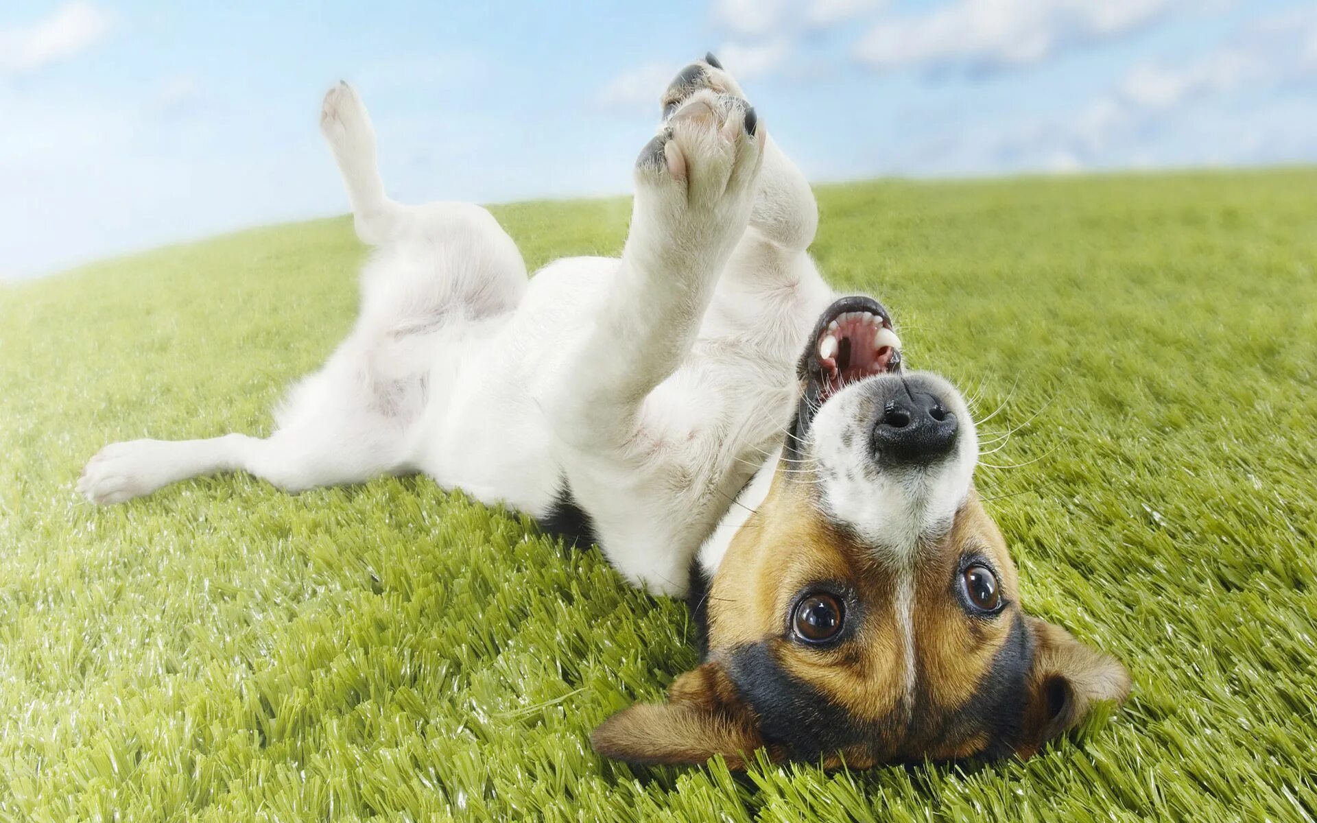 Картинка на экран позитивная playful-puppy-desktop-high-definition Jack russell terrier, Jack russell, Funny 