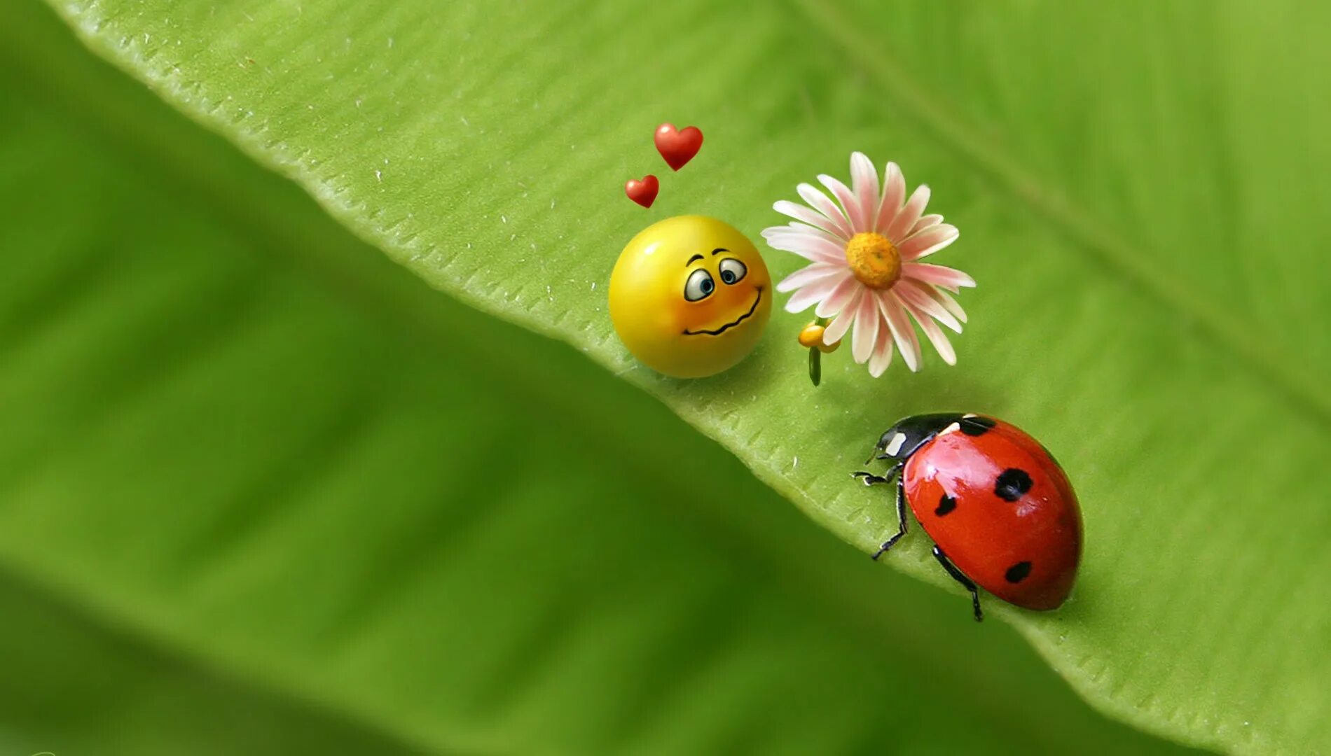 Картинка на экран позитивная Wallpaper : nature, 3D, humor, insect, green, Beetle, flower, ladybird, flora, f